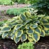 Hosta 'First Frost' Plantain Lily -Macys Shop v1147