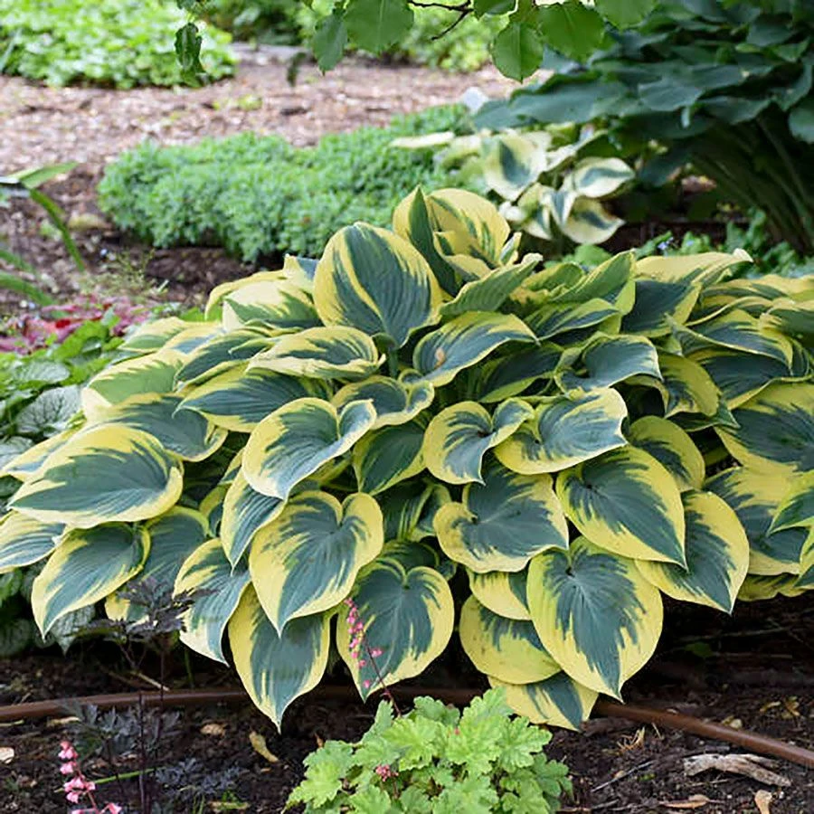 Hosta 'First Frost' Plantain Lily 3 Hosta 'First Frost' Plantain Lily