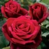 Mister Lincoln Hybrid Tea Rose -Macys Shop v1229