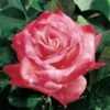 Brigadoon Hybrid Tea Rose -Macys Shop v1244