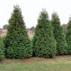 Thuja 'Green Giant' Arborvitae -Macys Shop v1755 2