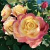Bella'roma Hybrid Tea Rose -Macys Shop v1779