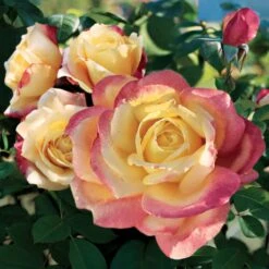 Bella'roma Hybrid Tea Rose