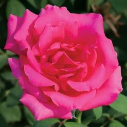 Astounding Glory Hybrid Tea Rose