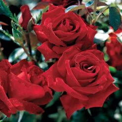 Beloved Hybrid Tea Rose