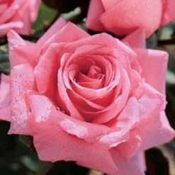 Beautiful Dreamer Hybrid Tea Rose