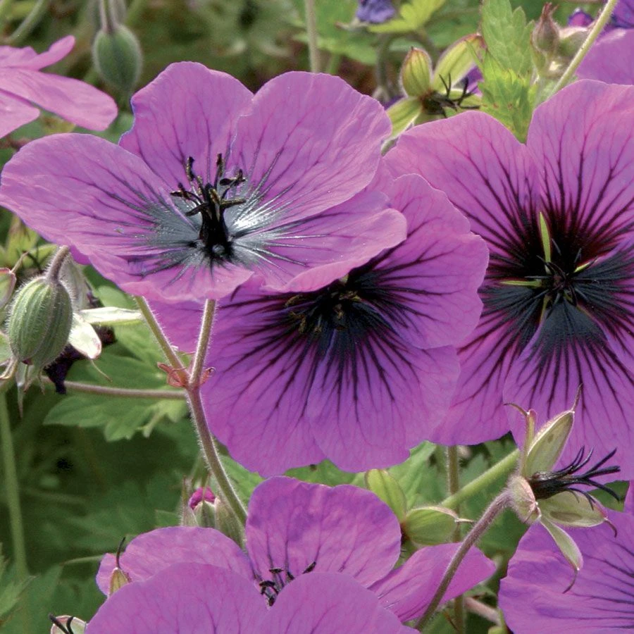 Geranium 'Dragon Heart' 3 Geranium 'Dragon Heart'