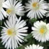Delosperma 'Jewel Of Desert Moonstone' -Macys Shop v1889