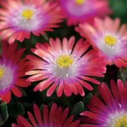 Delosperma 'Jewel Of Desert Garnet'