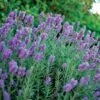 Lavandula Phenomenal™ -Macys Shop v1899