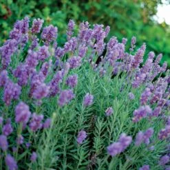 Lavandula Phenomenal™