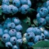 Vaccinium 'Tophat' Blueberry -Macys Shop v2011