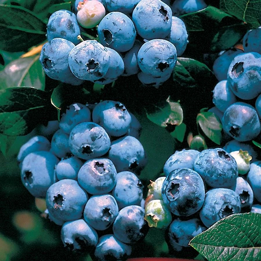 Vaccinium 'Tophat' Blueberry 4 Vaccinium 'Tophat' Blueberry - Image 2