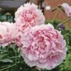 'Sarah Bernhardt' Peony -Macys Shop v2024