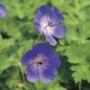 Geranium 'Rozanne' -Macys Shop v2149