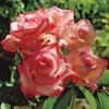 Gemini Hybrid Tea Rose -Macys Shop v2208