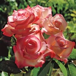 Gemini Hybrid Tea Rose -Macys Shop v2208 2