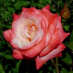 Gemini Hybrid Tea Rose -Macys Shop v2208 3