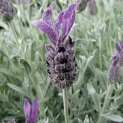 Lavandula 'Silver Anouk'