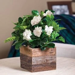 Gardenia In Reclaimed Wood