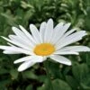 Leucanthemum 'Becky' Daisy -Macys Shop v2506