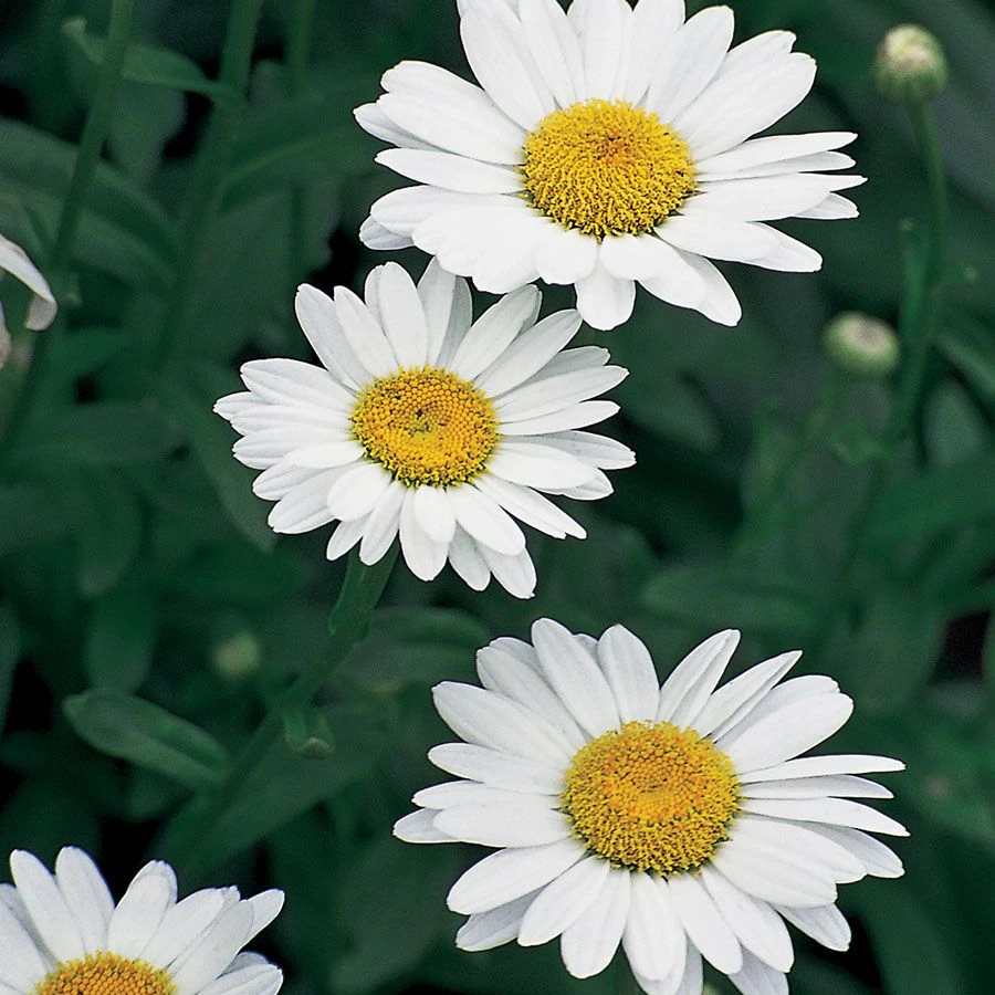 Leucanthemum 'Becky' Daisy 4 Leucanthemum 'Becky' Daisy - Image 2