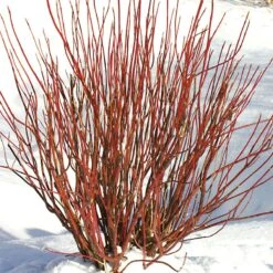 Cornus Arctic Fire® Dogwood