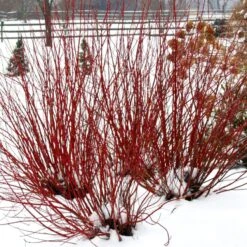 Cornus Arctic Fire® Dogwood -Macys Shop v2519 2