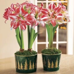 Majestic Woods Razzmatazz Amaryllis