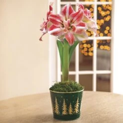 Majestic Woods Razzmatazz Amaryllis -Macys Shop v2549 2