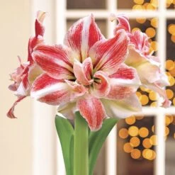 Majestic Woods Razzmatazz Amaryllis -Macys Shop v2549 3