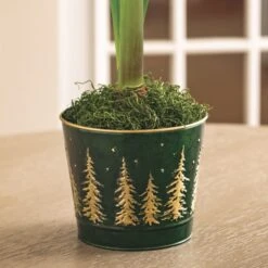 Majestic Woods Razzmatazz Amaryllis -Macys Shop v2549 4