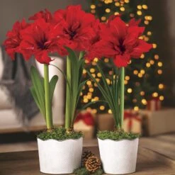Joyous Season Red Peacock Amaryllis