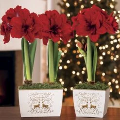 Winter Delight Ragtime Amaryllis