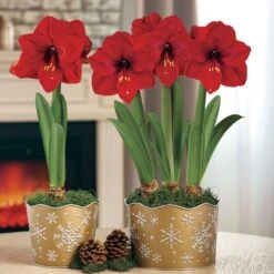 Snowfall Shimmer Red Lion Amaryllis
