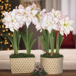 Royal Dreams Harlequin Amaryllis