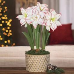 Royal Dreams Harlequin Amaryllis -Macys Shop v2555 2