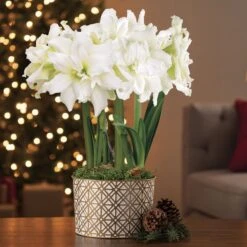 Golden Dreams Alfresco Amaryllis -Macys Shop v2556 2