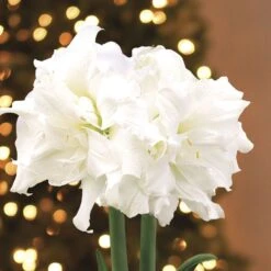 Golden Dreams Alfresco Amaryllis -Macys Shop v2556 3