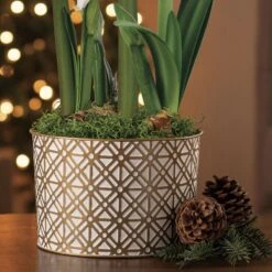 Golden Dreams Alfresco Amaryllis -Macys Shop v2556 4