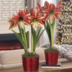 Classic Holiday Opal Star Amaryllis