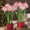 Winter Radiance Blossom Peacock Amaryllis -Macys Shop v2558