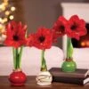 Merry & Bright Waxed Red Lion Amaryllis -Macys Shop v2560