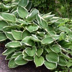 Hosta 'Francee'