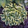 Hosta 'Mini Skirt' Plantain Lily -Macys Shop v2582