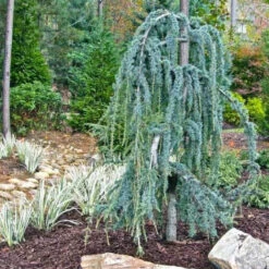 Weeping Blue Atlas Cedar Serpentine